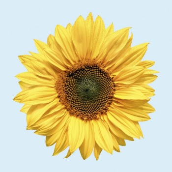Sunflower collage element, flower  | Free PSD - rawpixel