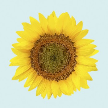 Sunflower collage element, flower psd | Free PSD - rawpixel