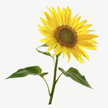 Sunflower collage element psd | Free PSD - rawpixel