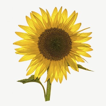 Sunflower collage element psd | Free PSD - rawpixel