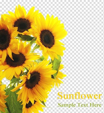 Sunflower , Common sunflower , Sun flowers in full bloom transparent background PNG clipart