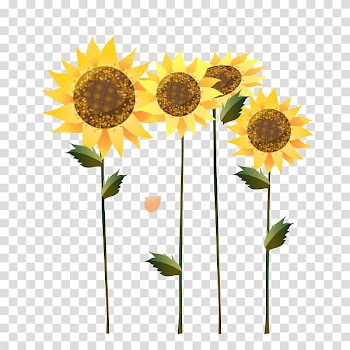 Sunflower , Common sunflower Sunflower seed Sunflower oil Illustration, sunflower transparent background PNG clipart