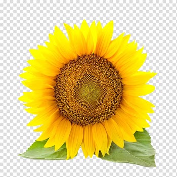 Sunflower , Common sunflower , sunflower transparent background PNG clipart