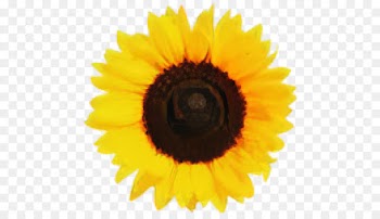 Sunflower, Drawing, Cartoon, Yellow PNG
