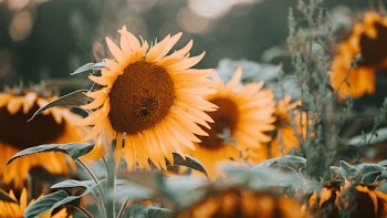 sunflower field