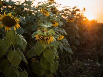 Sunflower Field