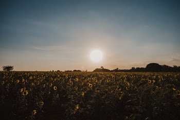 Sunflower Field at Golden Hour
