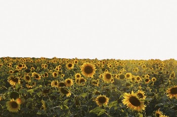 Sunflower field border collage element, | Free PSD - rawpixel
