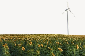 Sunflower field border collage element, | Free PSD - rawpixel