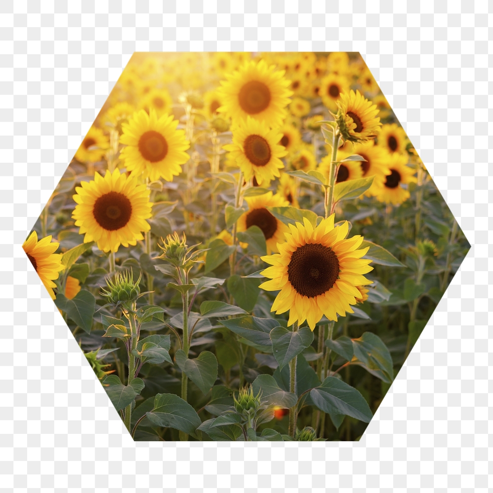 Sunflower field png badge sticker, | Free PNG - rawpixel