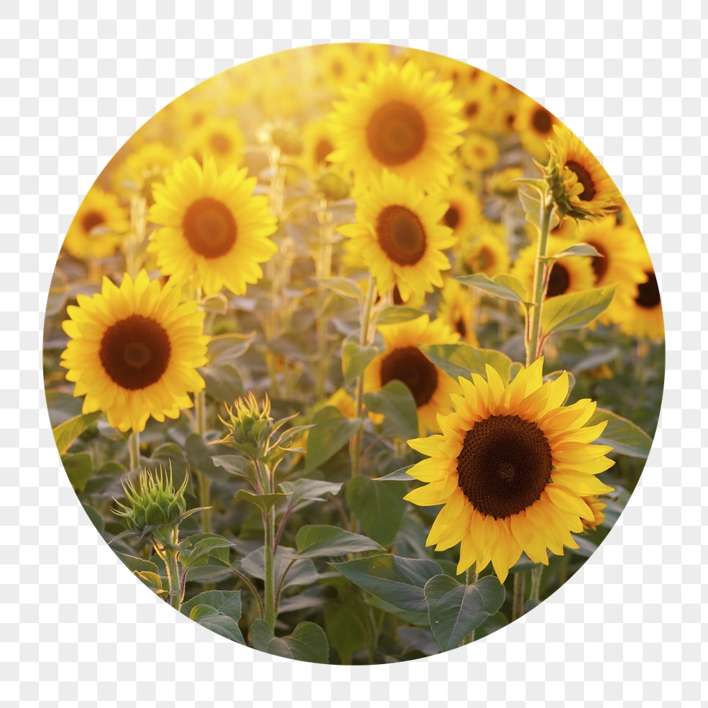 Sunflower field png badge sticker, | Free PNG - rawpixel