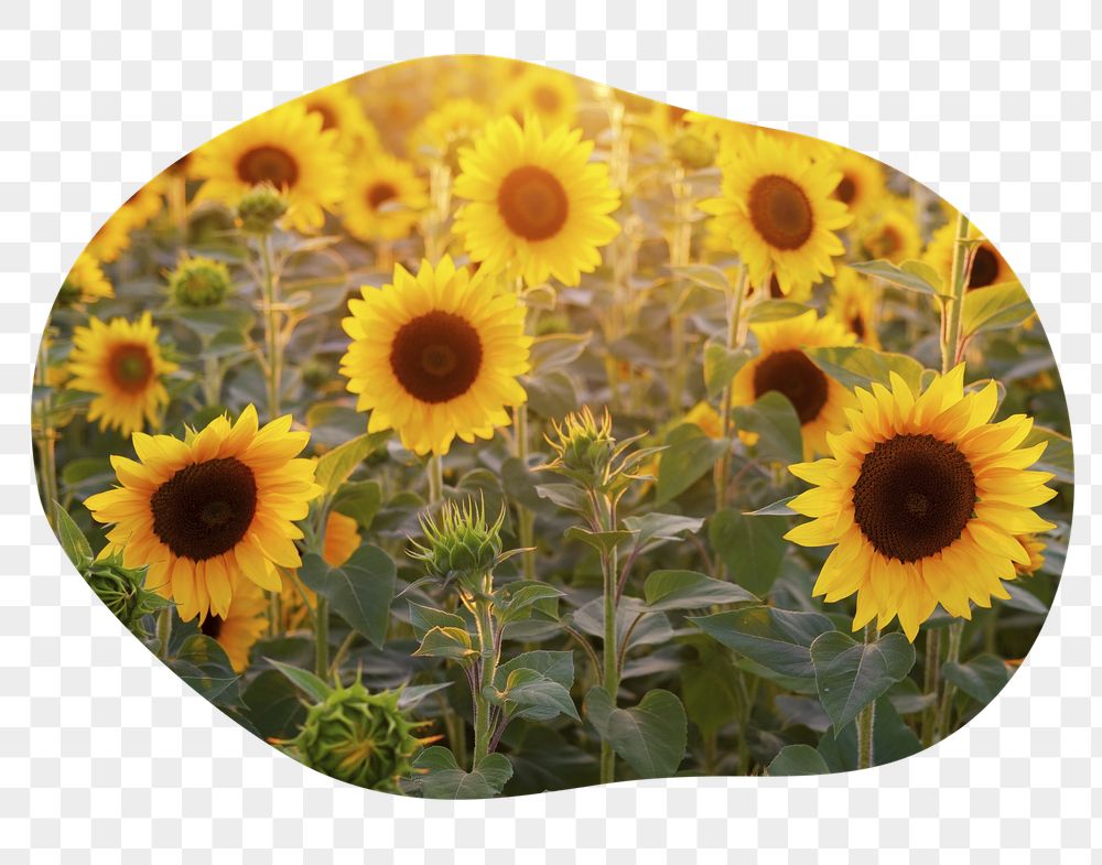 Sunflower field png badge sticker, | Free PNG - rawpixel