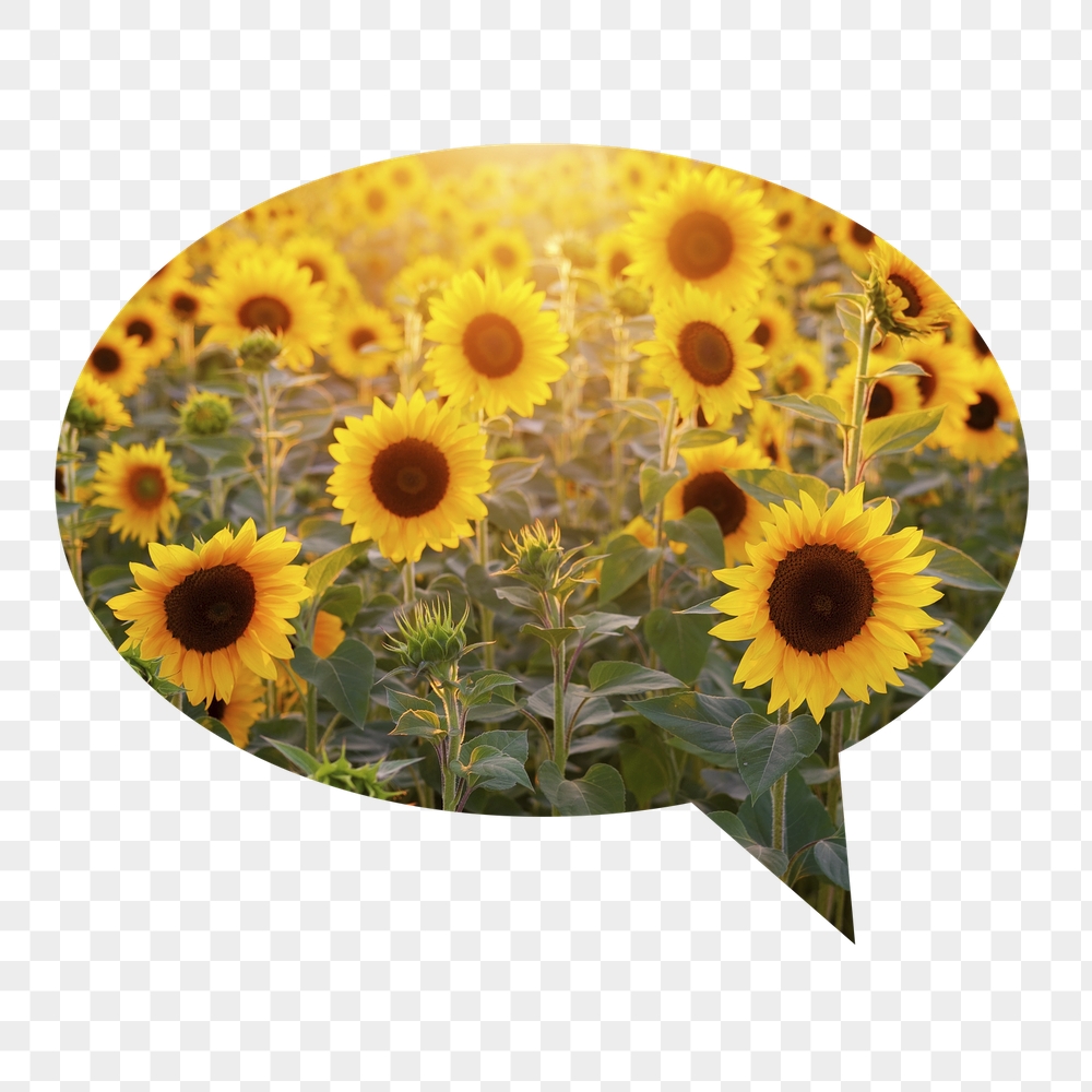 Sunflower field png badge sticker, | Free PNG - rawpixel