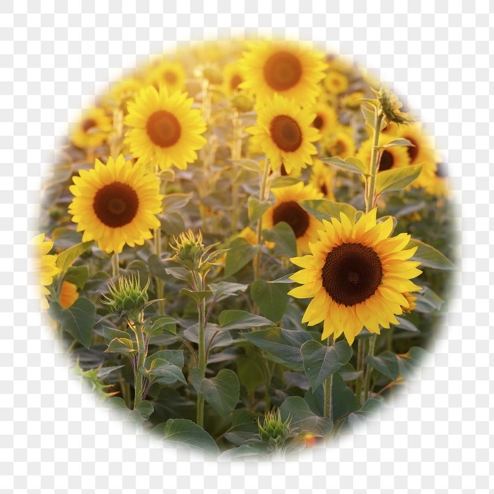Sunflower field png badge sticker, | Free PNG - rawpixel
