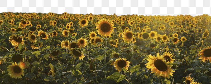 Sunflower field png border sticker, | Free PNG - rawpixel