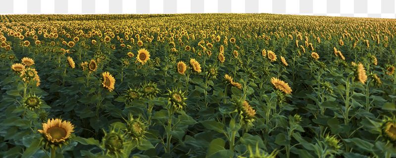Sunflower field png border sticker, | Free PNG - rawpixel