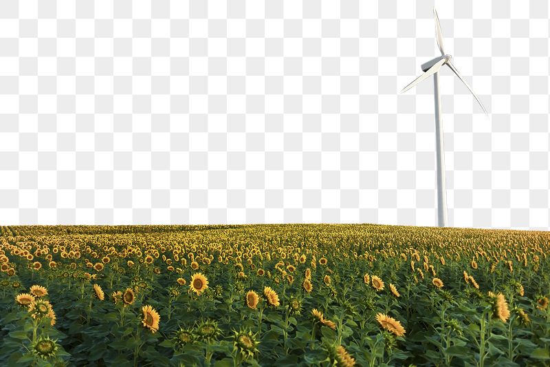 Sunflower field png border sticker, | Free PNG - rawpixel