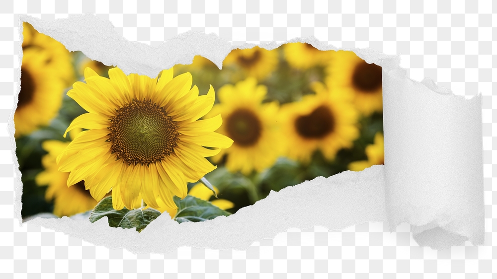 Sunflower field png ripped paper | Free PNG - rawpixel