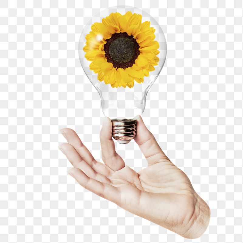 Sunflower flower png sticker, hand | Free PNG - rawpixel
