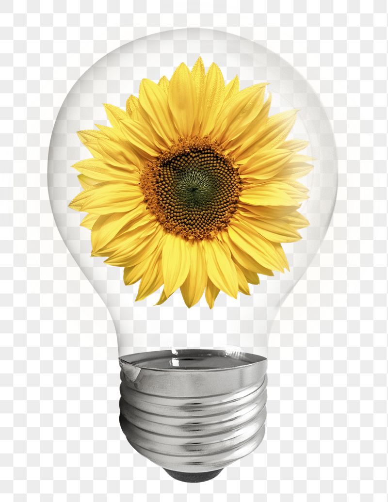 Sunflower flower png sticker light | Free PNG - rawpixel