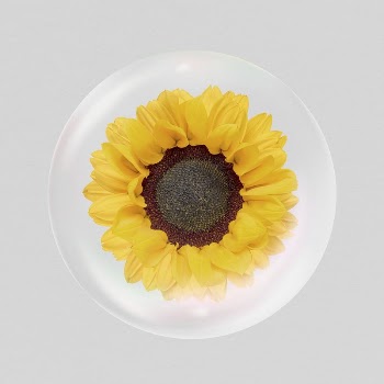 Sunflower flower sticker, Spring bubble | Free PSD - rawpixel