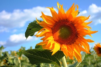 Sunflower | Free Photo - rawpixel