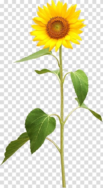 Sunflower illustration, Common sunflower Plant stem , sunflower transparent background PNG clipart