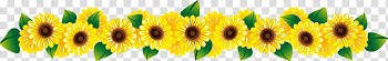Sunflower illustration, Common sunflower , Sunflower header separator line transparent background PNG clipart