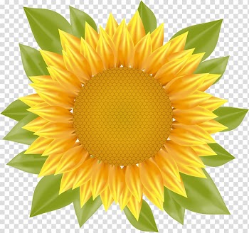 Sunflower illustration, Common sunflower, sunflower transparent background PNG clipart