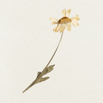 Sunflower illustration | Free Photo - rawpixel