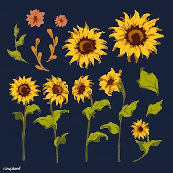 Sunflower illustrations | Free stock vector - 558725