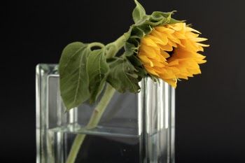 Sunflower in Clear Glass Vase With Water