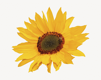 Sunflower, isolated botanical image psd | Free PSD - rawpixel
