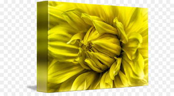 sunflower m Close-up - Sunshine flower png download - 650*489 ...