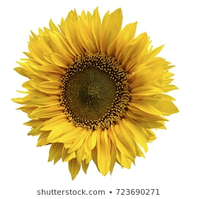 Sunflower No Background Images, Stock Photos & Vectors | Shutterstock