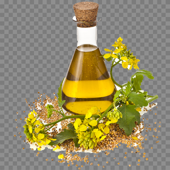 Sunflower Oil PNG Download Image