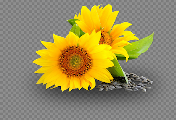 Sunflower Oil PNG Image Transparent Background