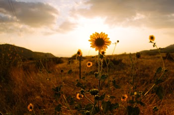 Sunflower on Hill Sepia Photography