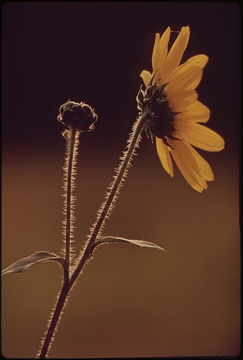 Sunflower. Original public domain image | Free Photo - rawpixel
