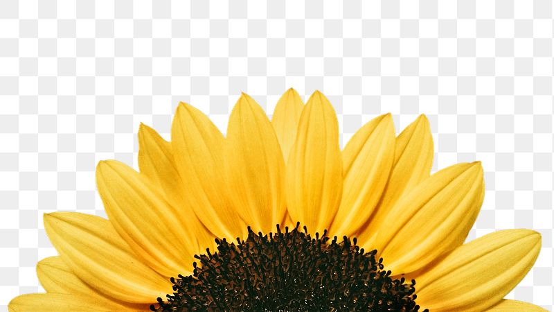 Sunflower png border sticker, flower | Free PNG - rawpixel