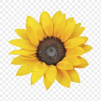 Sunflower png, flower sticker, transparent | Free PNG - rawpixel