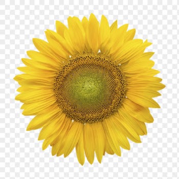 Sunflower png, flower sticker, transparent | Free PNG - rawpixel