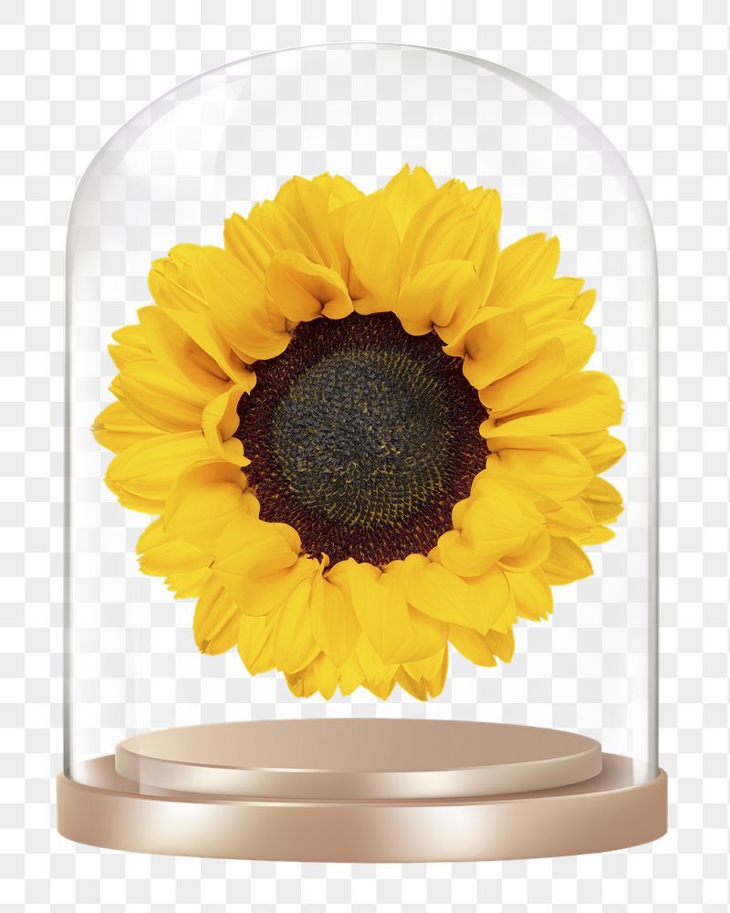 Sunflower png glass dome sticker, | Free PNG - rawpixel
