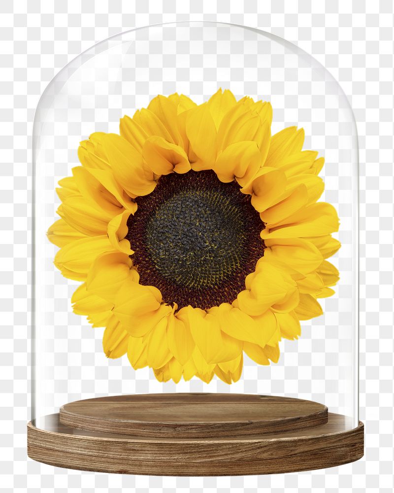 Sunflower png glass dome sticker, | Free PNG - rawpixel