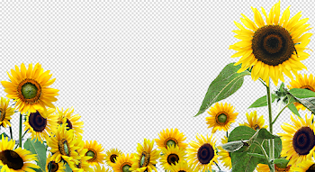 Sunflower PNG High-Quality Image