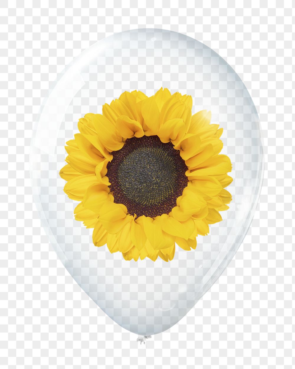 Sunflower png, plant in clear | Free PNG - rawpixel
