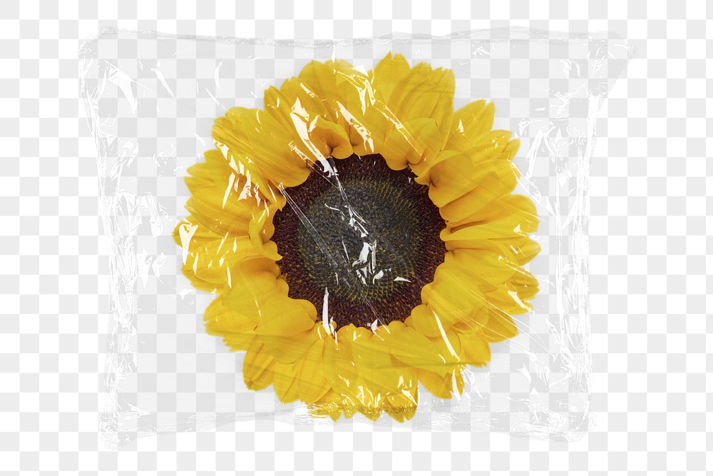 Sunflower png plastic packaging sticker, | Free PNG - rawpixel
