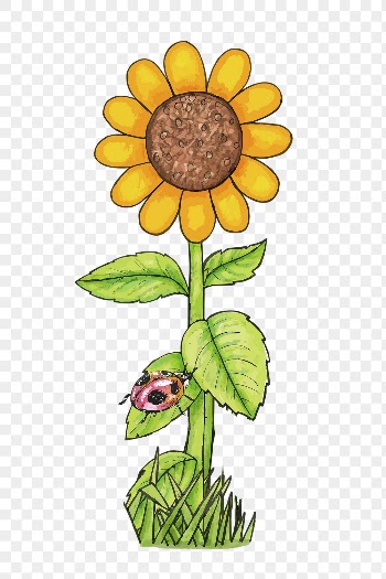 Sunflower png sticker, flower illustration | Free PNG - rawpixel
