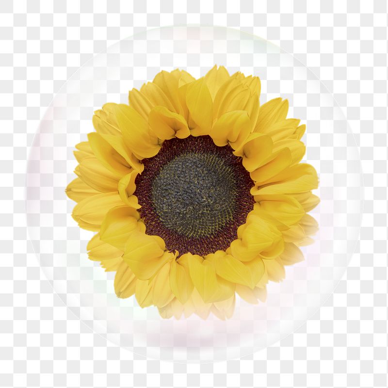 Sunflower png sticker, flower in bubble, | Free PNG - rawpixel