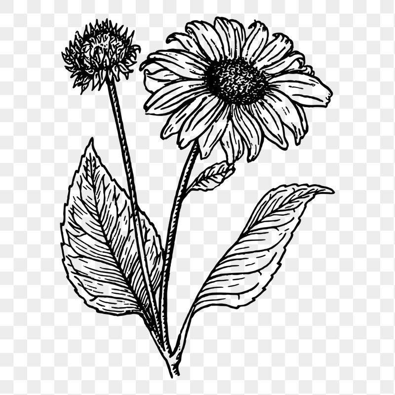 Sunflower png sticker illustration, transparent | Free PNG - rawpixel
